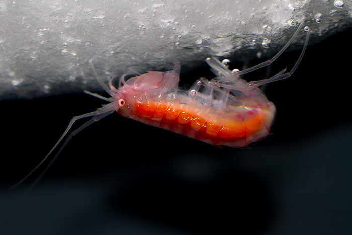 Flohkrebs (Eusirus microps), Aquariumsaufnahme.

Amphipod (Eusirus microps), photo taken in the aquarium on board the research vessel Polarstern.

Aufnahme von Forschungsarbeiten der AWI-Nachwuchsgruppe ICEFLUX (Ice-ecosystem carbon flux in polar oceans) unter Leitung von Dr. Hauke Flores